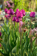 Close Up Of Pink Tulips - 576631121