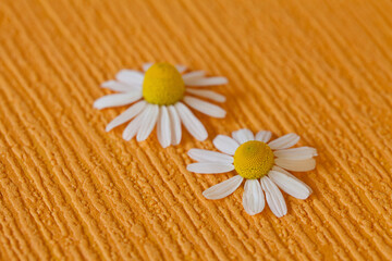 Daisy Flower Close Up On Orange - 576631589