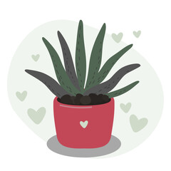 Aloe in a flower pot. Succulent, cactus. Hearts.
