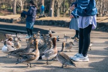 渡り鳥に餌をあげる子供