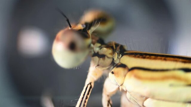Head and eyes. Close up view of the dragonfly under the microscope.