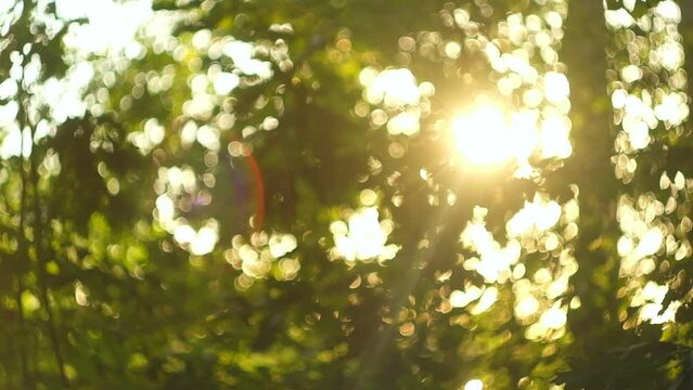 Green Jungle Trees and Palms Against Blue Sky and Shining Sun. Travel Vacation Nature Concept. Look Up View in Tropical Forest Background. Slowmotion Steadycam Footage. Oak Tree, Linden. Summer Wood