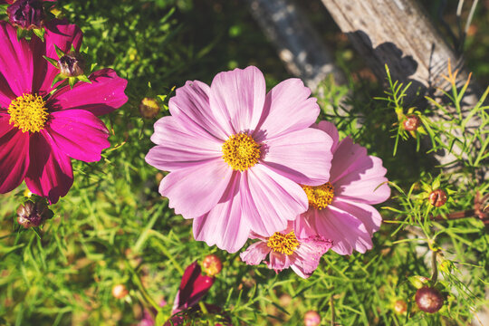 Cosmos flowers vintage style for wallpaper and background.