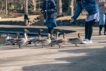 鳥インフルエンザ