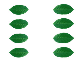 fresh green tea leaves on white background