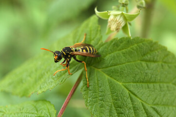 Macro photo of a bee on a green leaf in summer