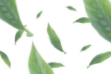 falling tea leaves on white background seen from above