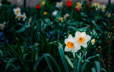 white daffodils with a yellow core decorate the garden