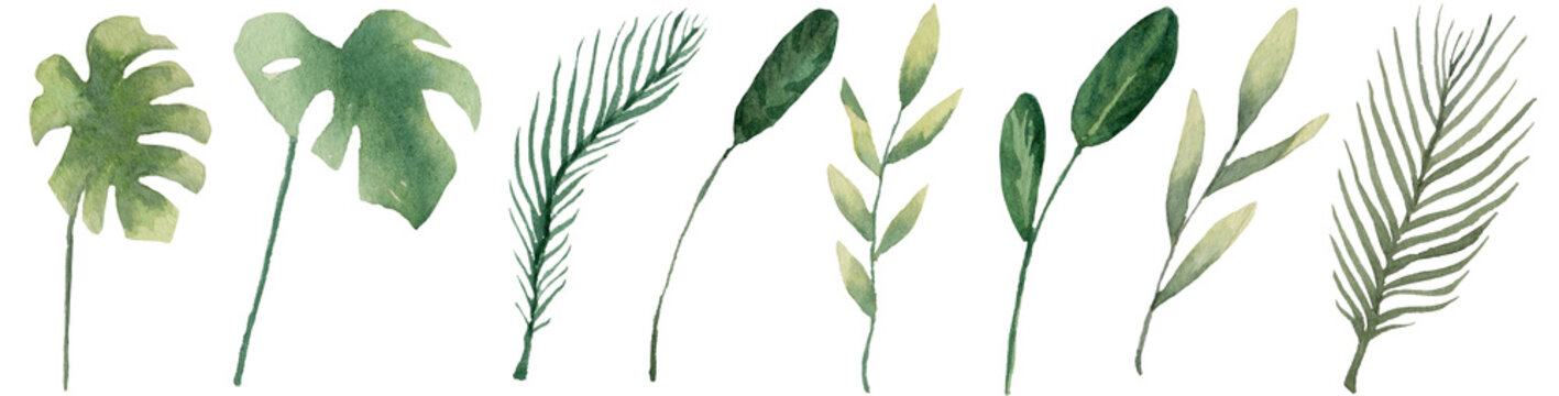 Leaves of tropical plants green, painted with watercolor, on white background, clipart for your design