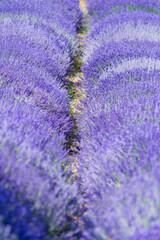 Naklejka na ściany i meble Lavender field