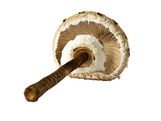 umbrella mushroom (Macrolepiota) with big cap isolated on white background close-up