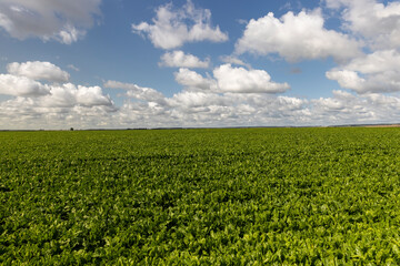 Green beets in the field in the summer