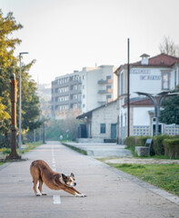 dog in the street
