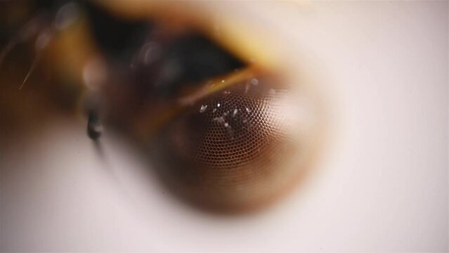 The eye of insect. Close up view of the dragonfly under the microscope.