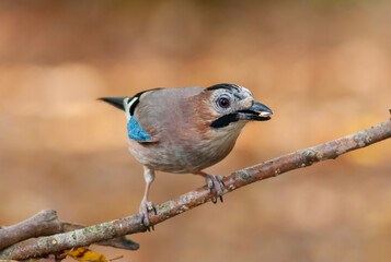 colorful ash-colored big crow, Alakarga, Eurasian Jay, Garrulus glandarius	