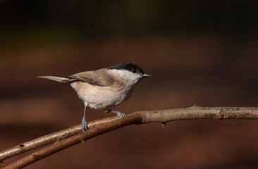 very tiny delicate bird on a single branch, Marsh Tit, Poecile palustris