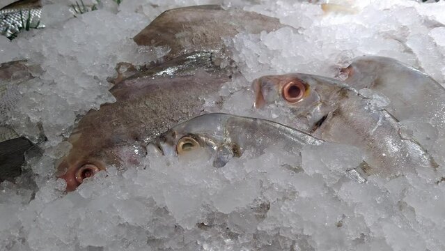Pomfret frozen ice fish ikan bawal