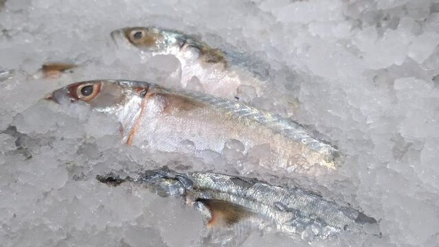 mackarel frozen ice fish ikan kembung