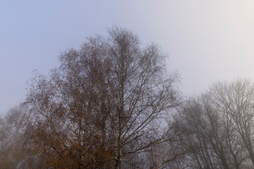Bare deciduous trees in the autumn season in cloudy weather
