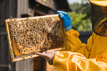 Beekeeper in yellow protective gear holding hive frame with honeycomb, showing capped honey and brood cells