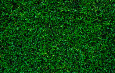 Small green leaves in hedge wall texture background. Closeup green hedge plant in garden. Eco...
