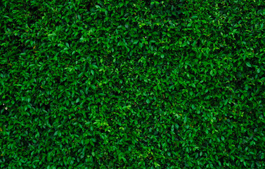 Small green leaves in hedge wall texture background. Closeup green hedge plant in garden. Eco evergreen hedge wall. Natural backdrop. Beauty in nature. Green leaves with natural pattern wallpaper.