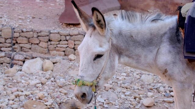 Solo white grey donkey resting in ancient city of Petra, Jordan