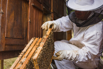 Beekeeper working collect honey at beehive and checking honeycomb with bees flying around
