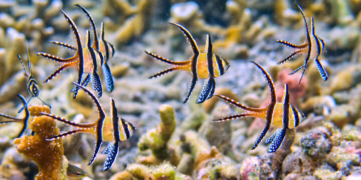 Banggai Cardinalfish, Pterapogon kauderni, Coral Reef, Lembeh, North Sulawesi, Indonesia, Asia
