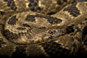 Brown water snake (Nerodia taxispilota)