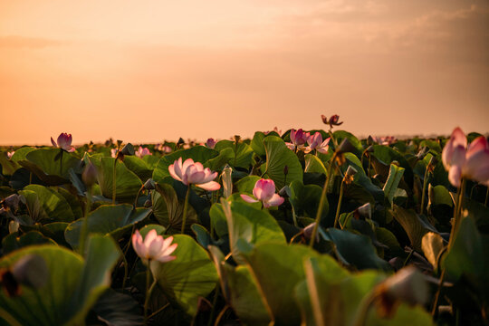 Sunrise in the field of lotuses, Pink lotus Nelumbo nucifera sways in the wind. Against the background of their green leaves. Lotus field on the lake in natural environment.