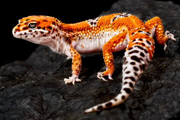 Leopard gecko (Eublepharis macularius)