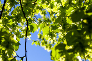 Brightly illuminated by sunlight foliage of trees in the spring season