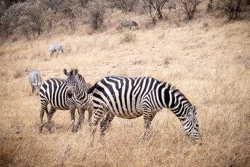 Obraz na płótnie Canvas Tiere auf der Safari in Nakuru 
