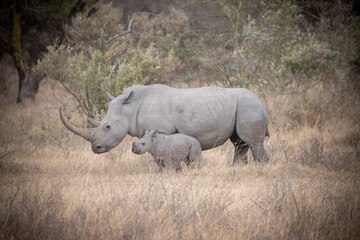 Obraz premium Tiere auf der Safari in Nakuru 