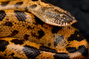 Müller’s sand boa (Eryx muelleri)