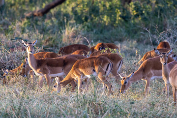 Tiere auf der Safari in Nakuru
