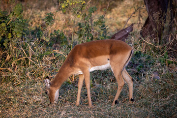 Tiere auf der Safari in Nakuru
