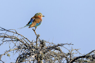 Tiere auf der Safari in Nakuru
