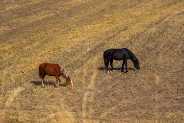 Horses in the autumn mowed field. Agricultural landscape.