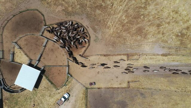 regenerative agriculture on a farm in australia, growing soil microbes