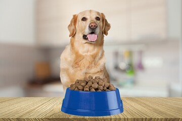 Cute young lovely dog posing with bowl of food