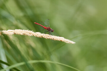 Blutrote Heidelibelle (Sympetrum sanguineum)