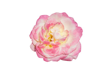 beautiful pink rose	
