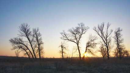 Naked trees in the field in the morning