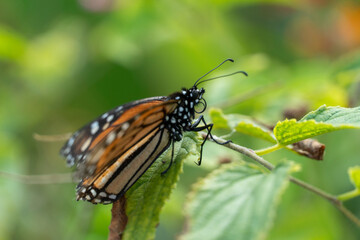 Monarch orange butterfly on green foliage in park Tenerife island Spain