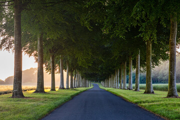 Obraz premium A lovely avenue of beech trees on a quiet road near Moor Crichel in the Dorset countryside. Taken at sunrise.