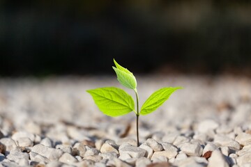 Fresh green plant grow in stone