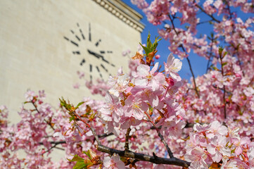 Flowering Japanese cherry tree in spring. Big clock behind the tree. Branch with blossoms in sunlight. Blooming tree in garden. 