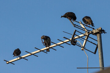 Common starling
